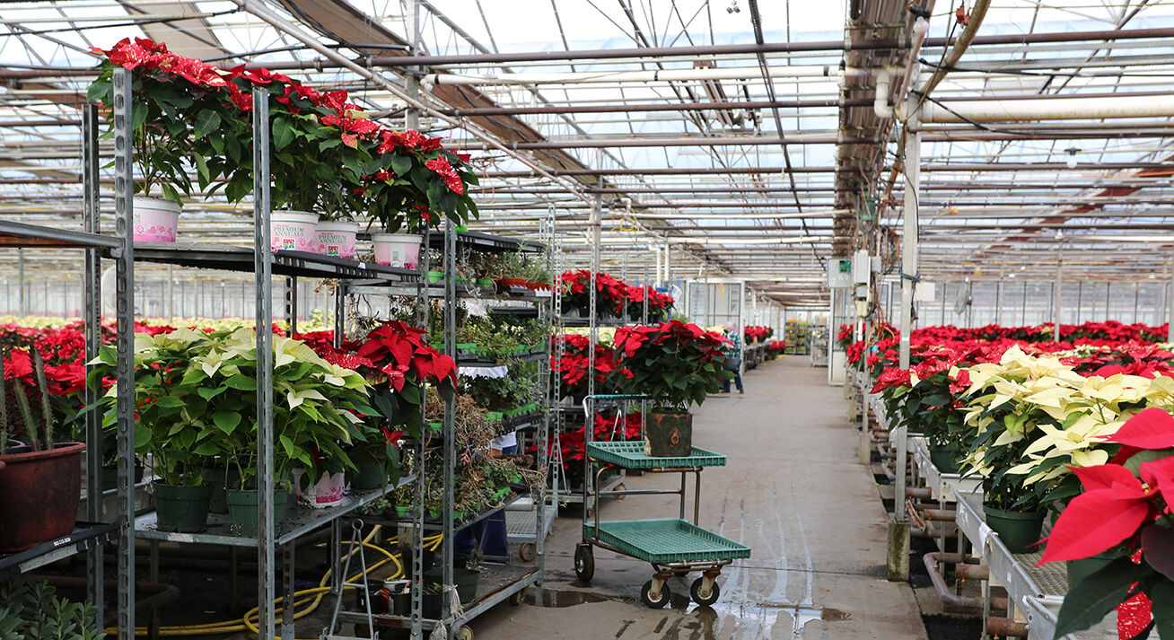 HIonis Greenhouse